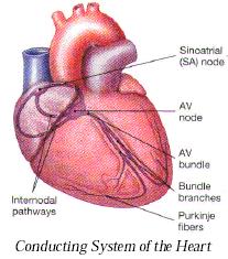 ekg1.jpg