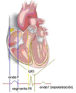 ekg5.jpg